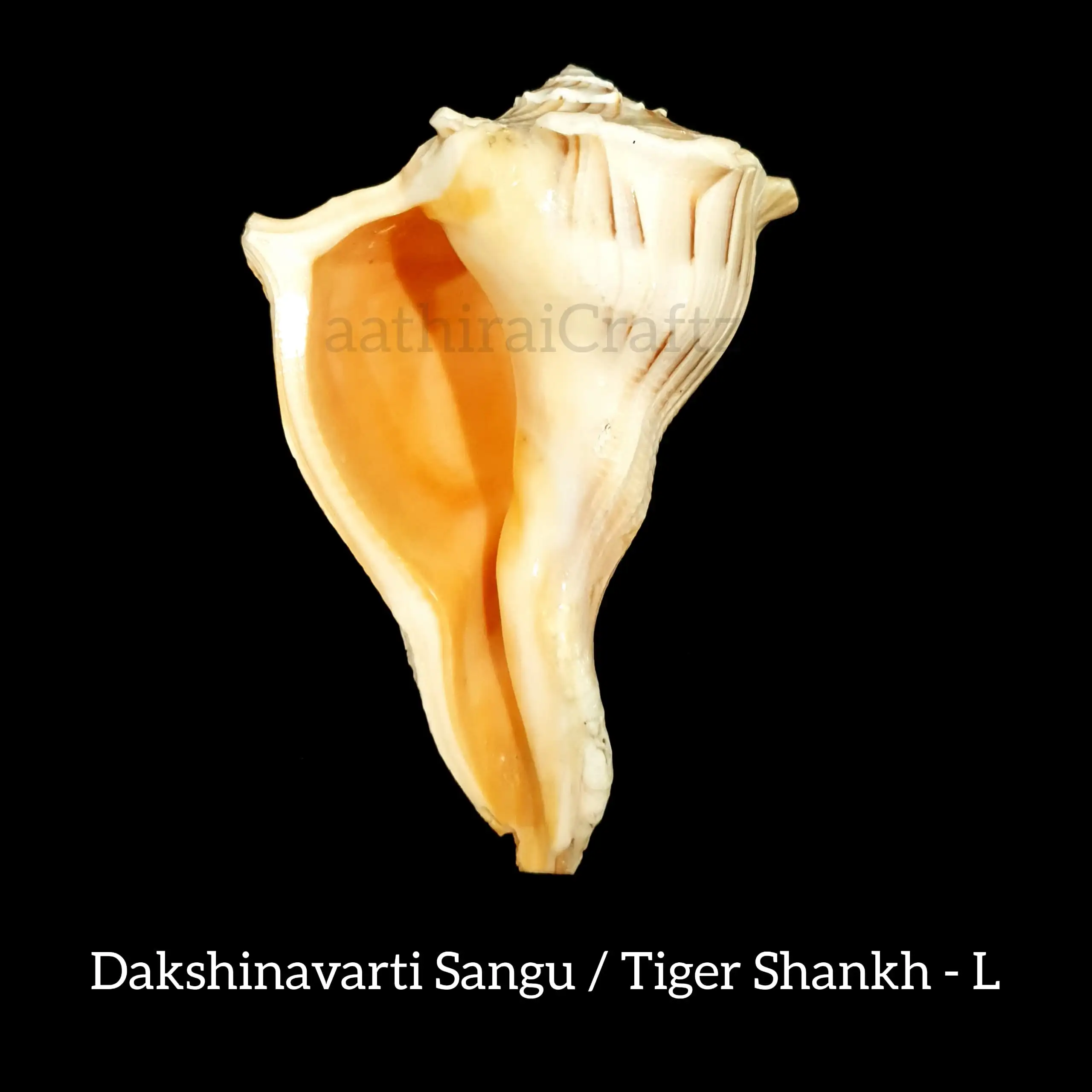 Dakshinavarti Sangu / Tiger Shankh - image 3