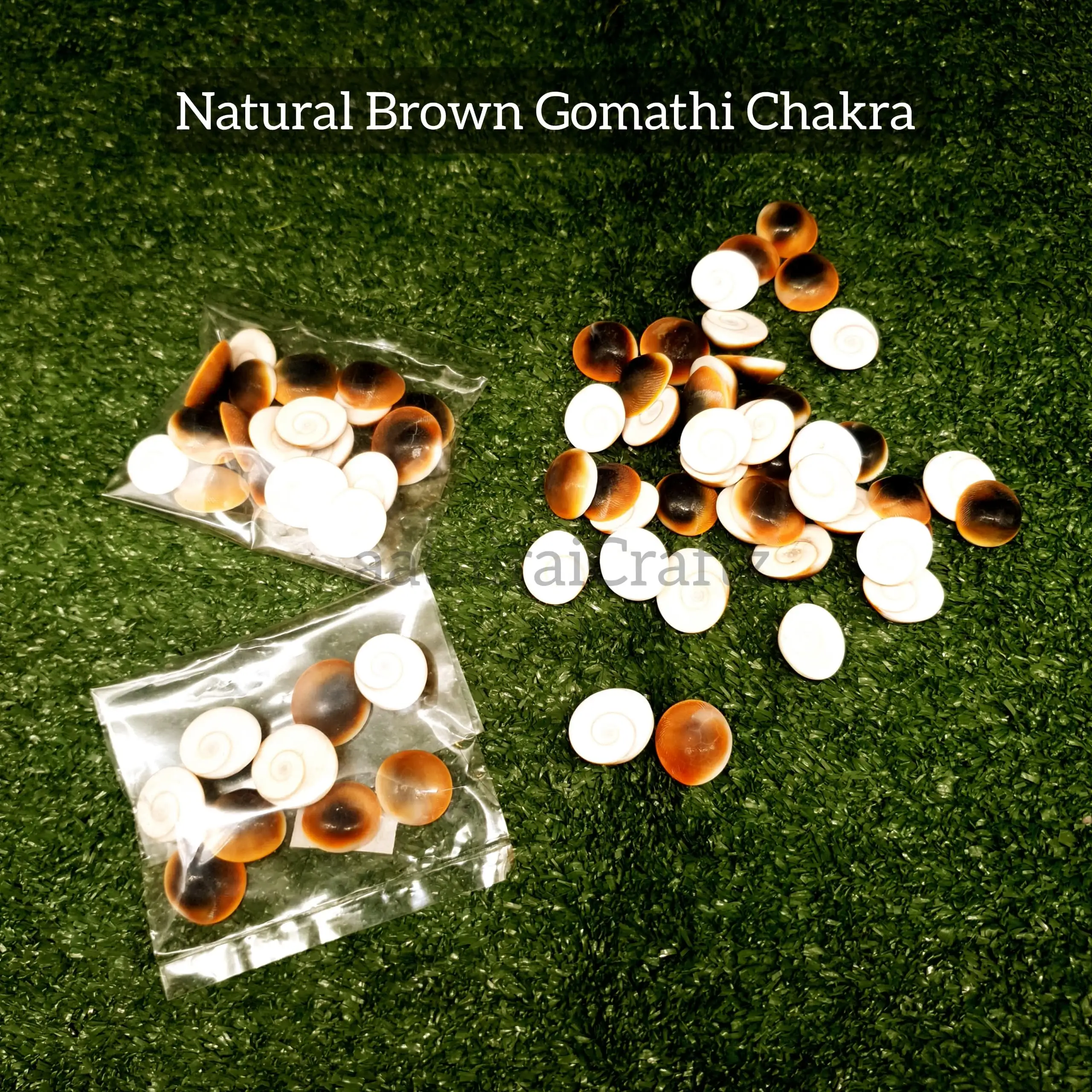 Pure Natural Gomathi Chakra - image 2