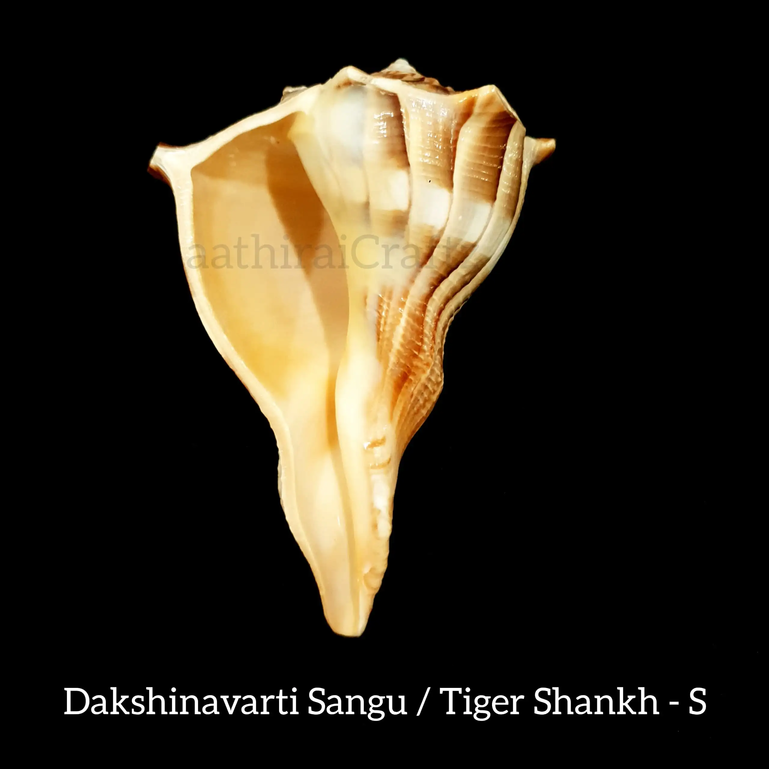 Dakshinavarti Sangu / Tiger Shankh - image 5