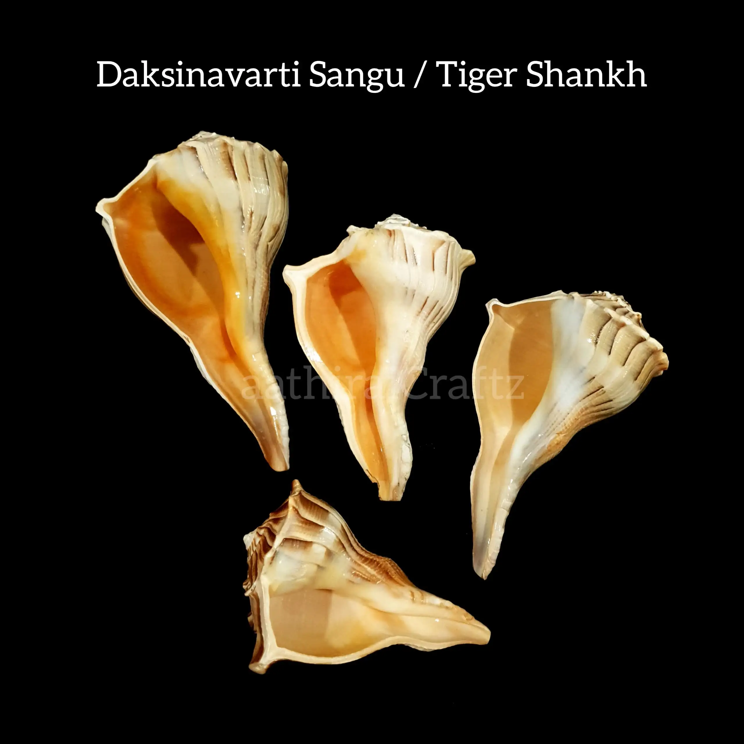 Dakshinavarti Sangu / Tiger Shankh - image 8