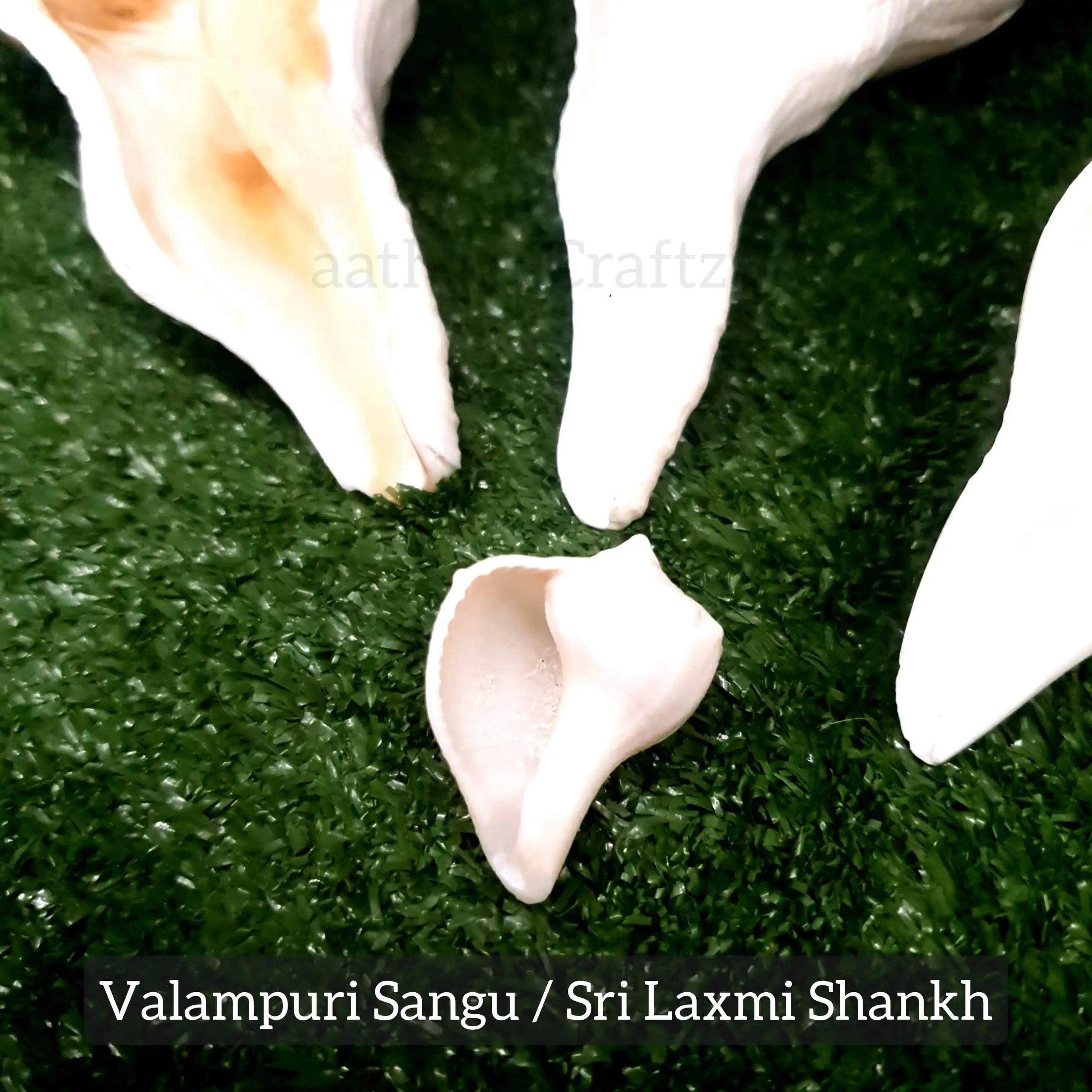 Original Natural Pure Shankh / Valampuri Sangu - image 6