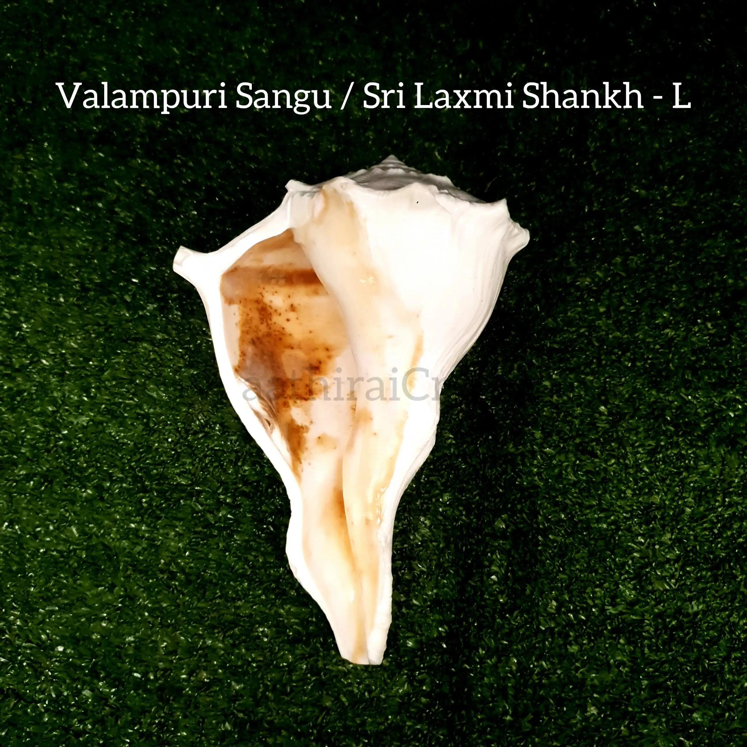 Original Natural Pure Shankh / Valampuri Sangu - image 4
