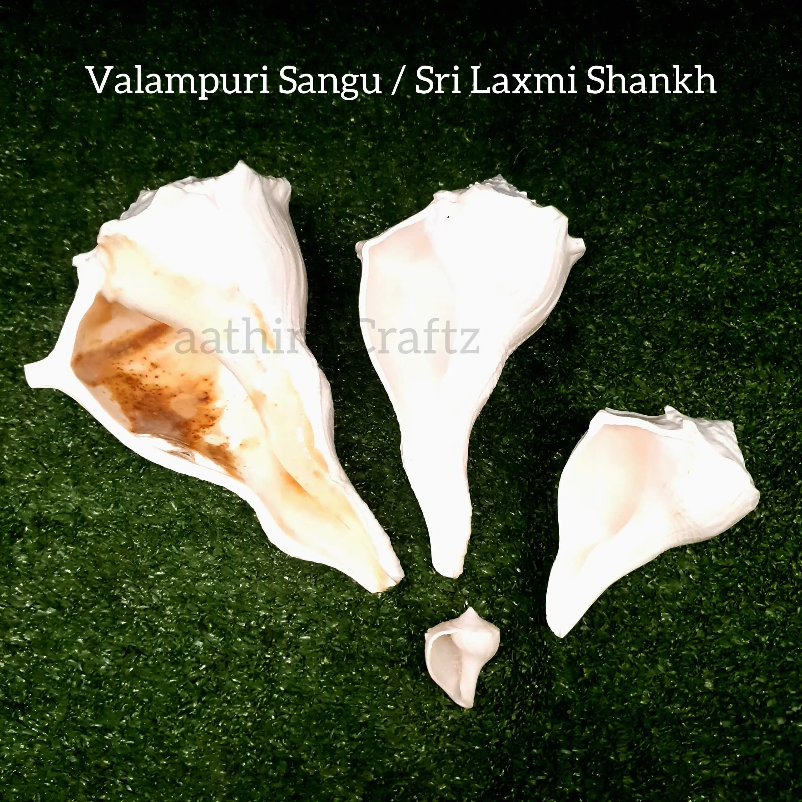 Original Natural Pure Shankh / Valampuri Sangu - image 5