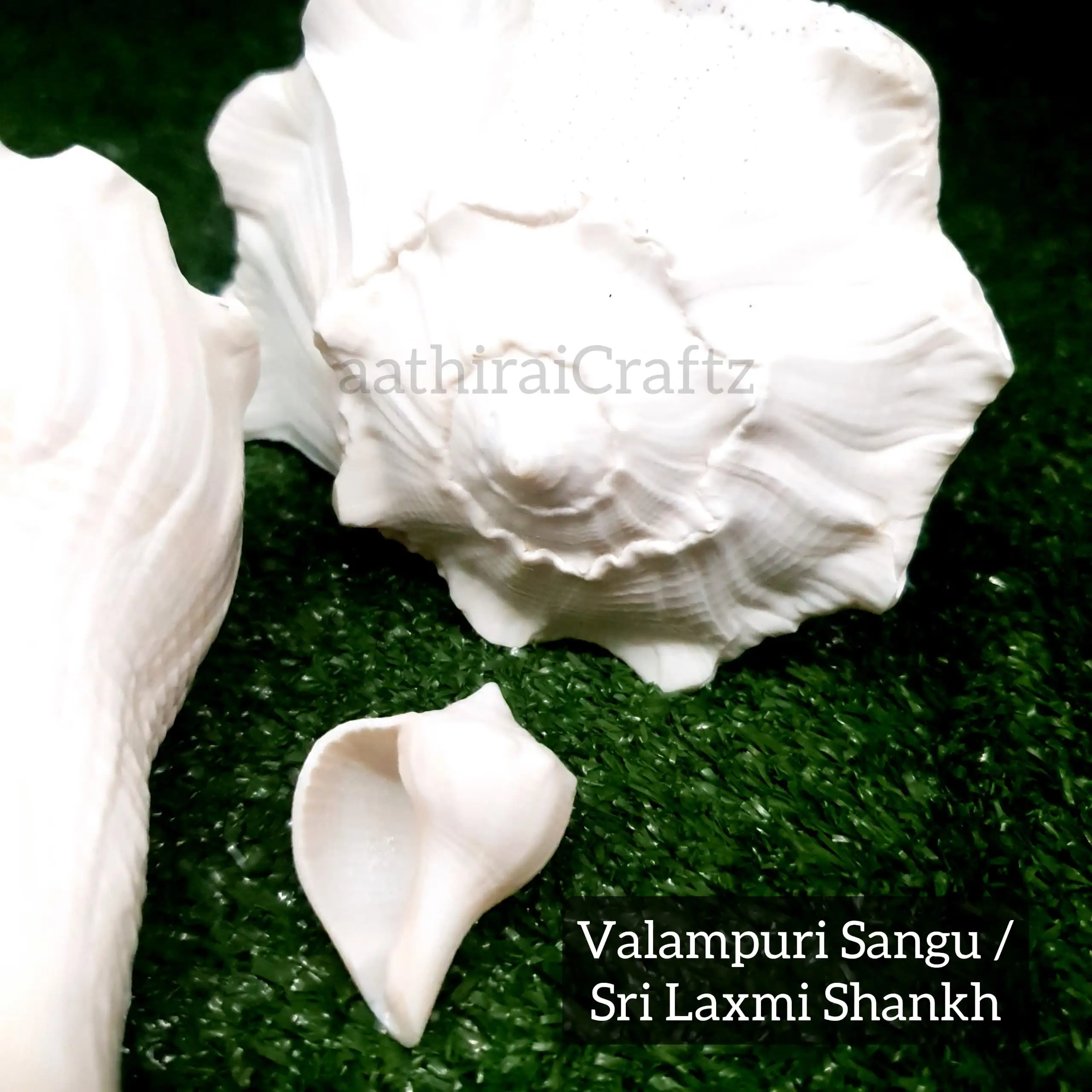 Original Natural Pure Shankh / Valampuri Sangu - image 8