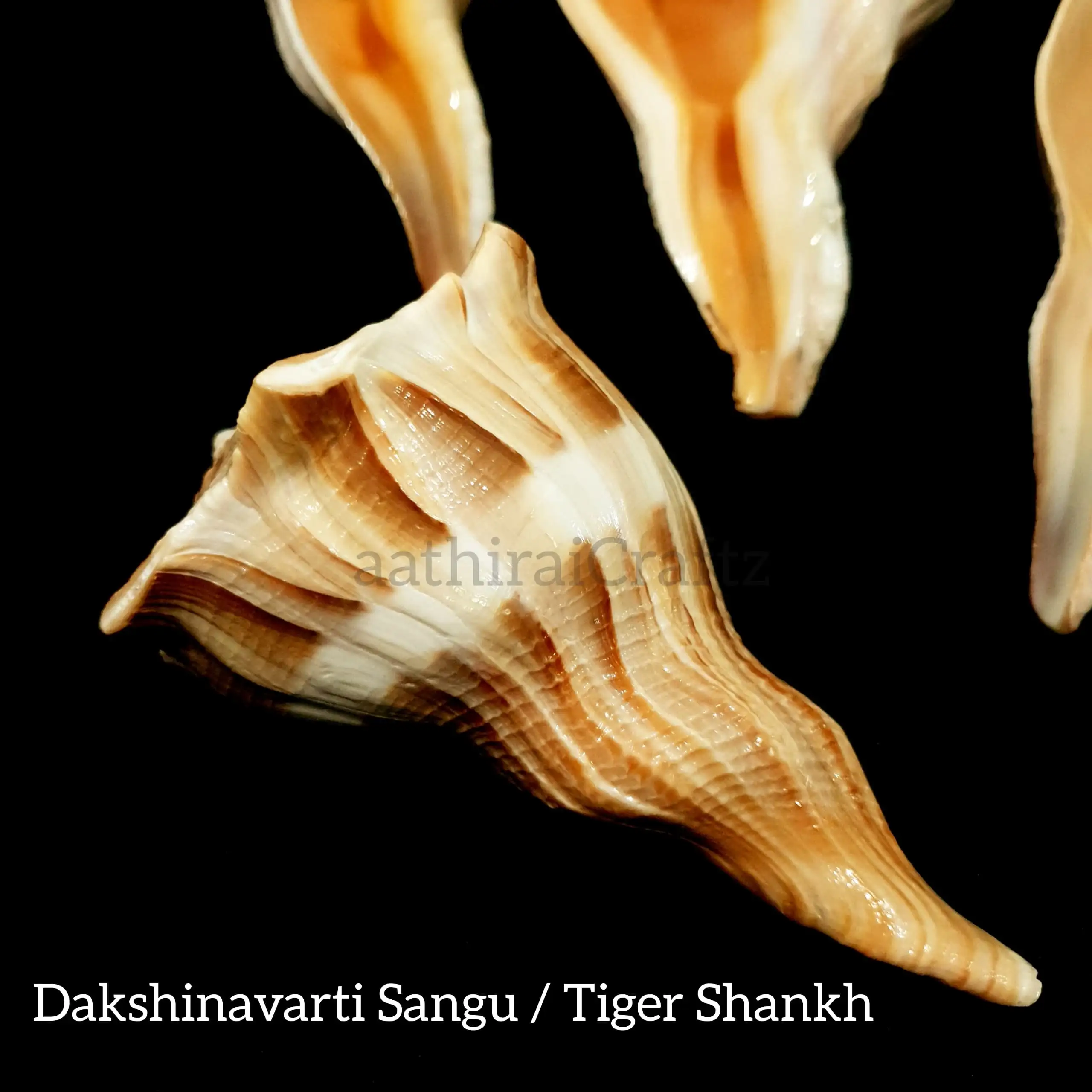 Dakshinavarti Sangu / Tiger Shankh - image 6
