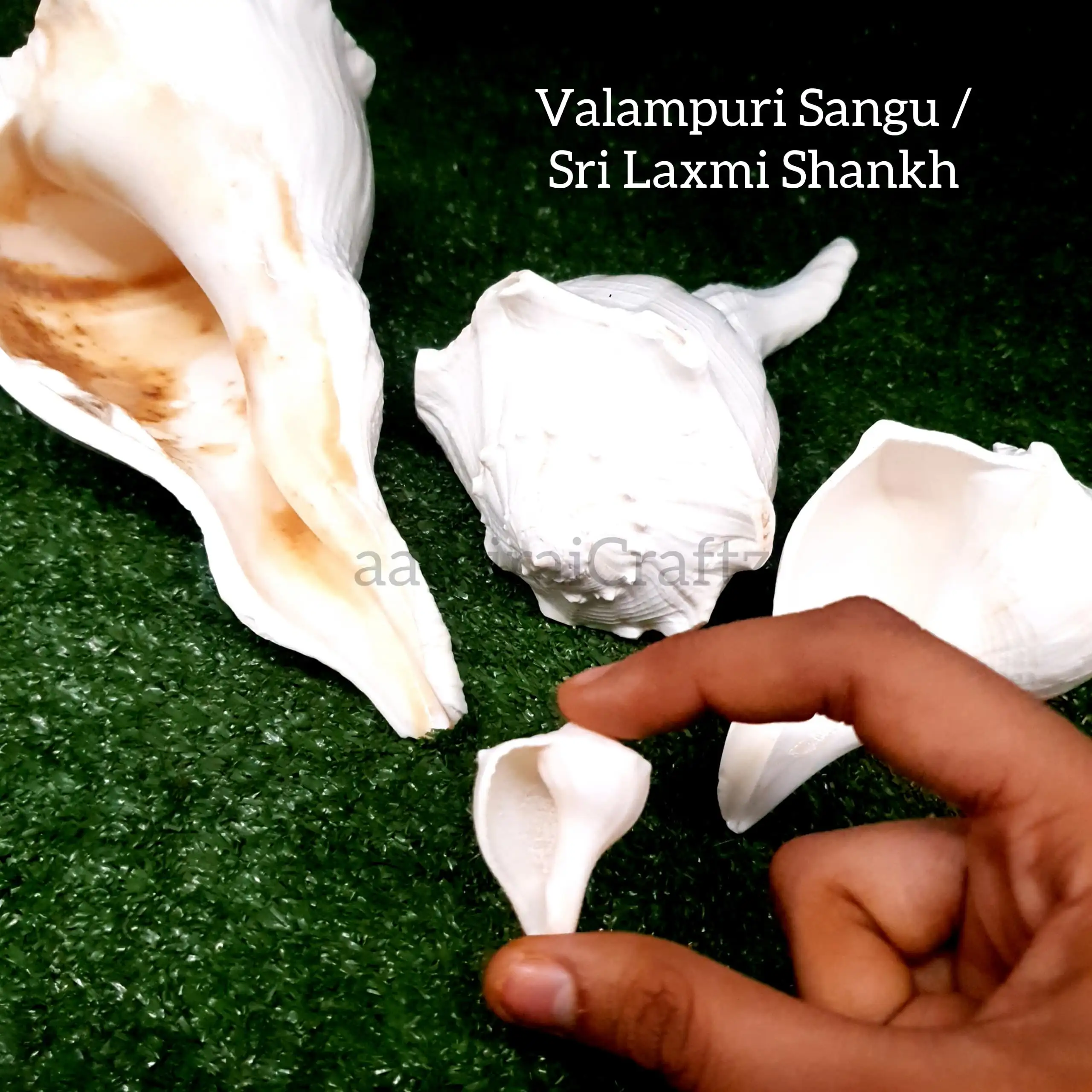 Original Natural Pure Shankh / Valampuri Sangu - image 7