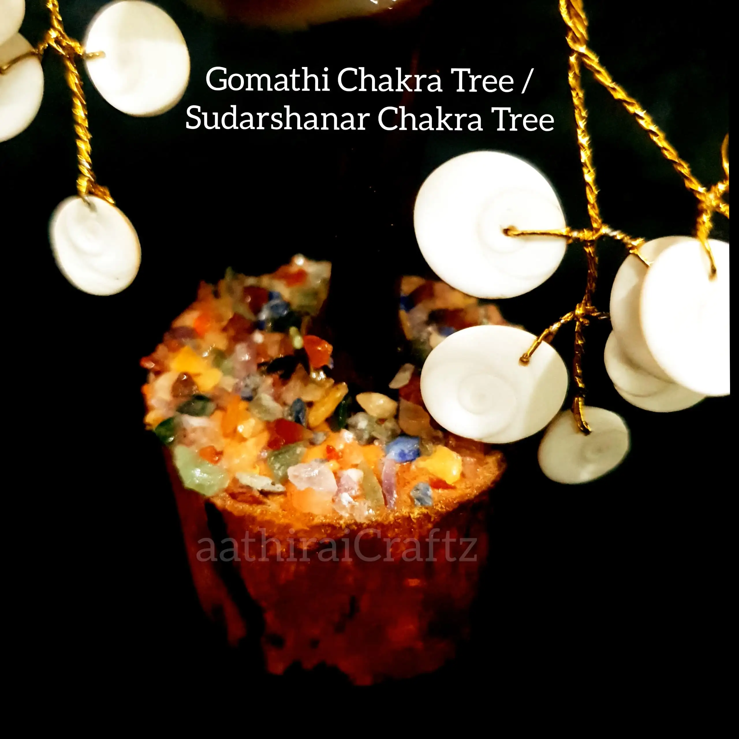Natural Gomathi Chakra Maram - image 3