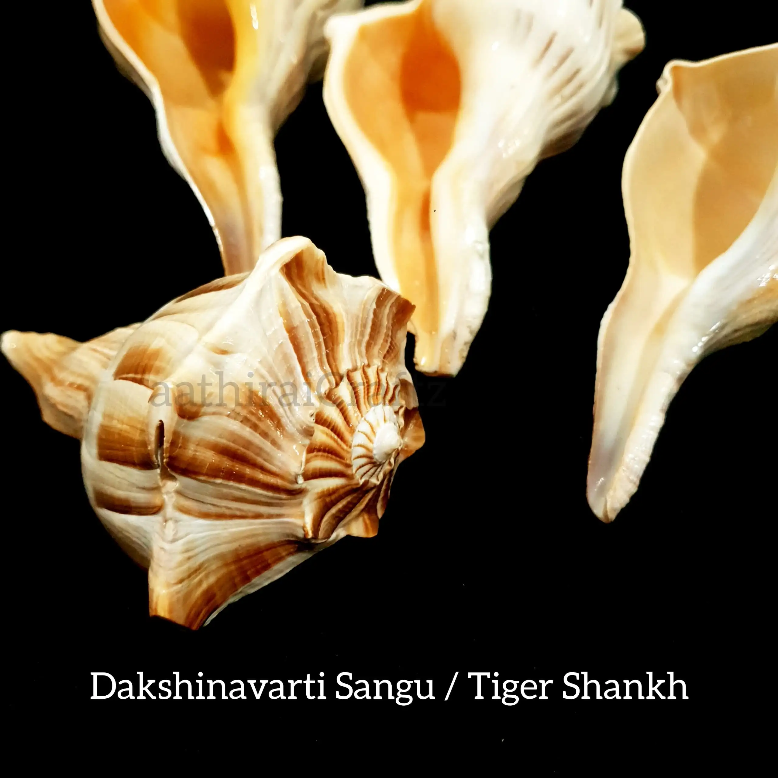 Dakshinavarti Sangu / Tiger Shankh - image 7