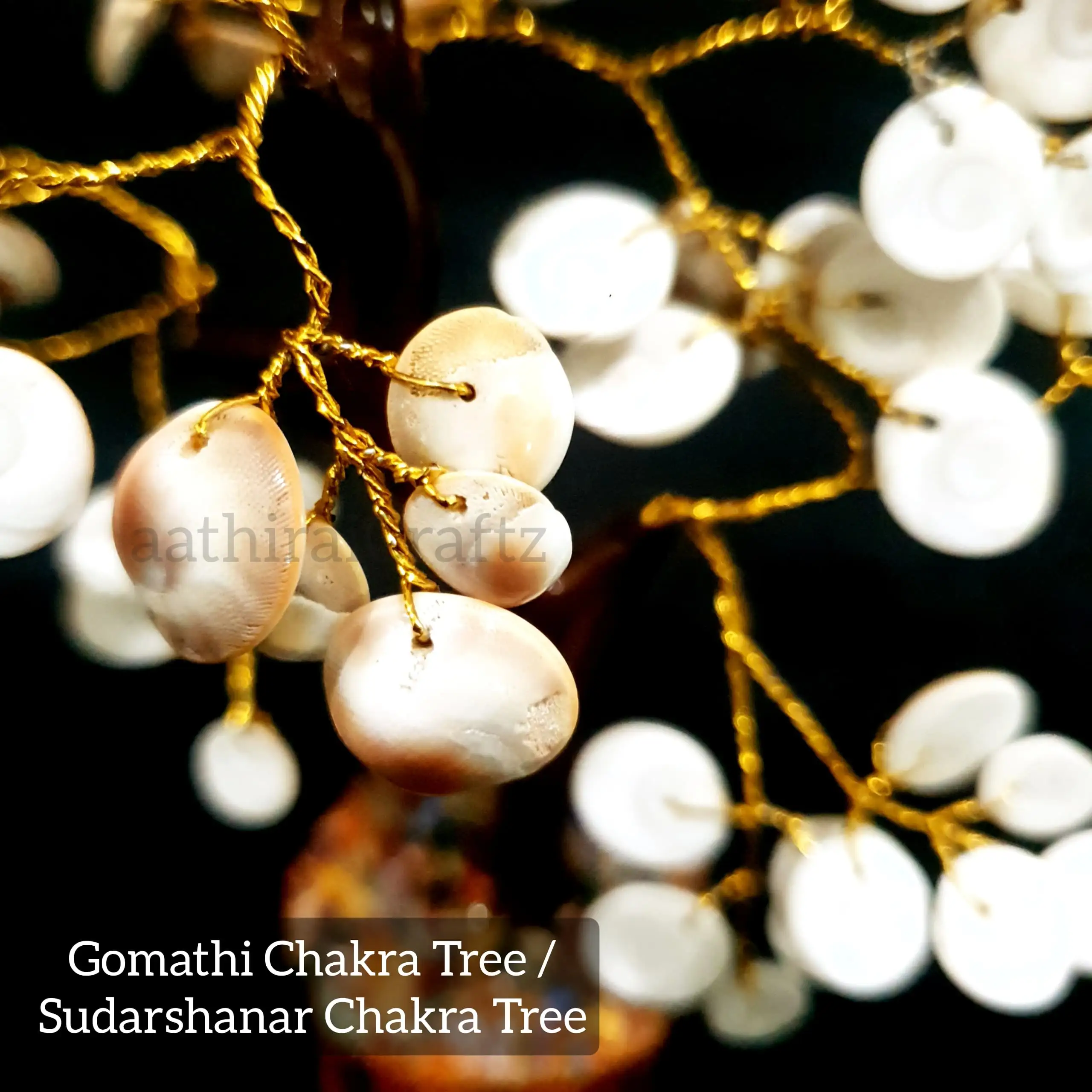 Natural Gomathi Chakra Maram - image 2