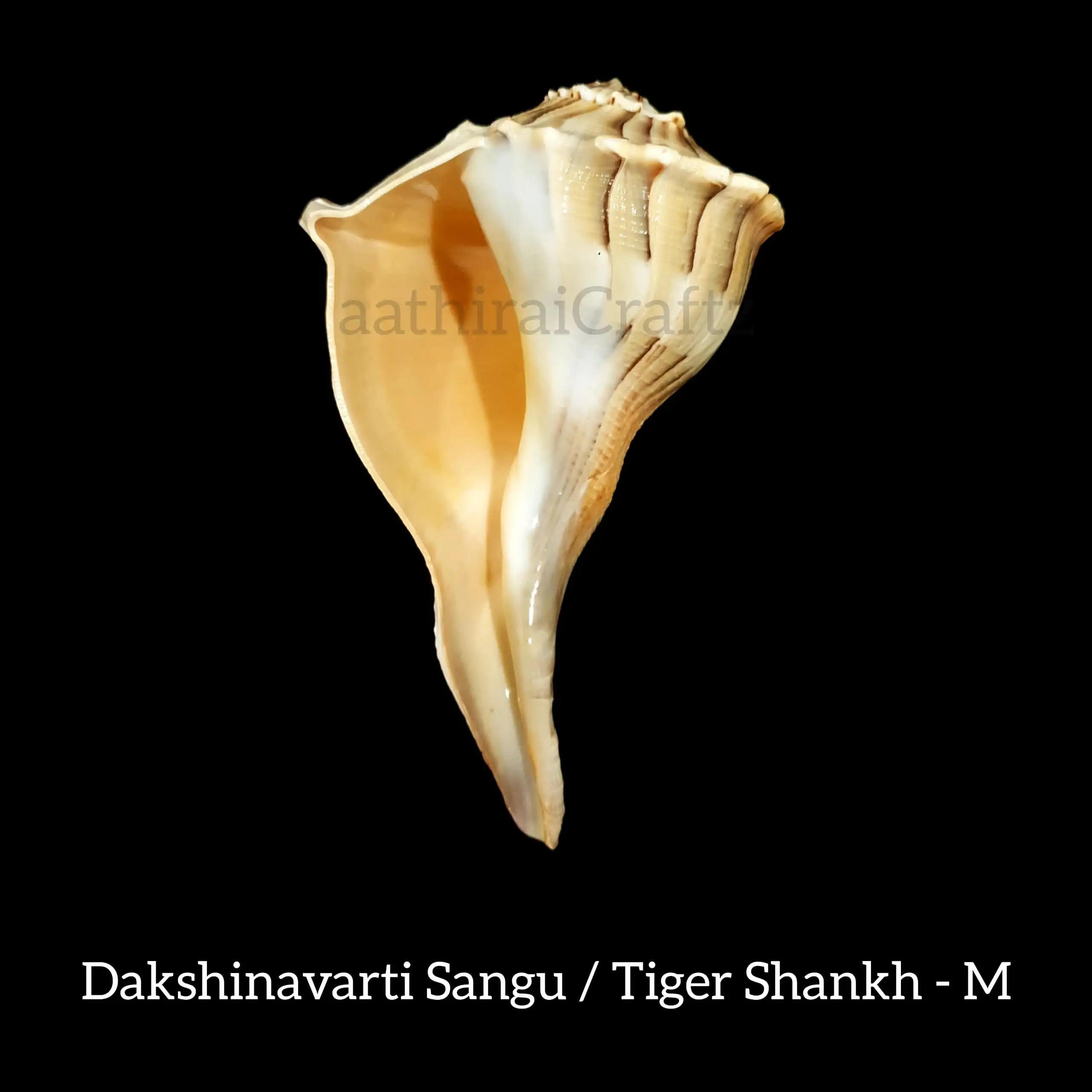 Dakshinavarti Sangu / Tiger Shankh - image 4