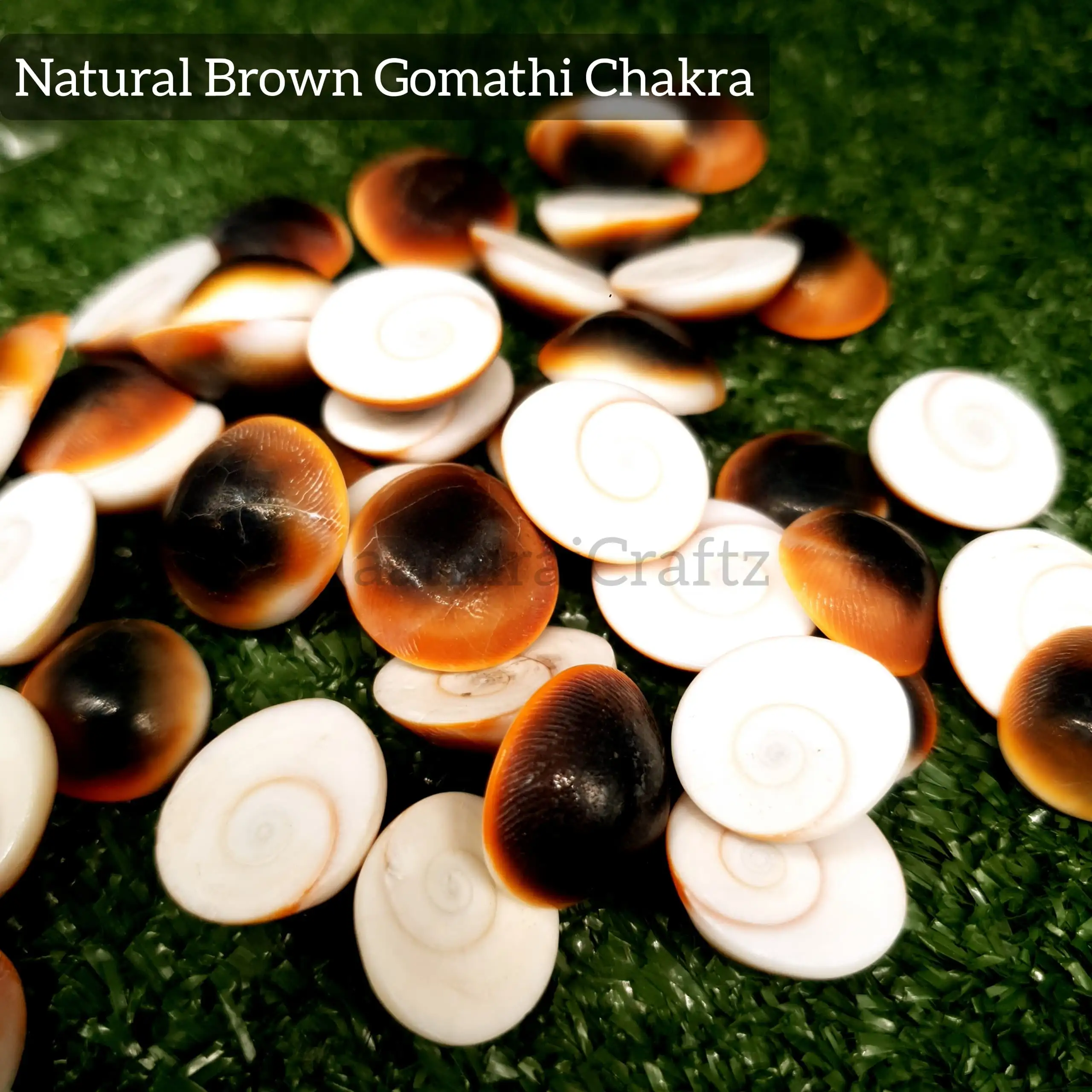 Pure Natural Gomathi Chakra - image 3