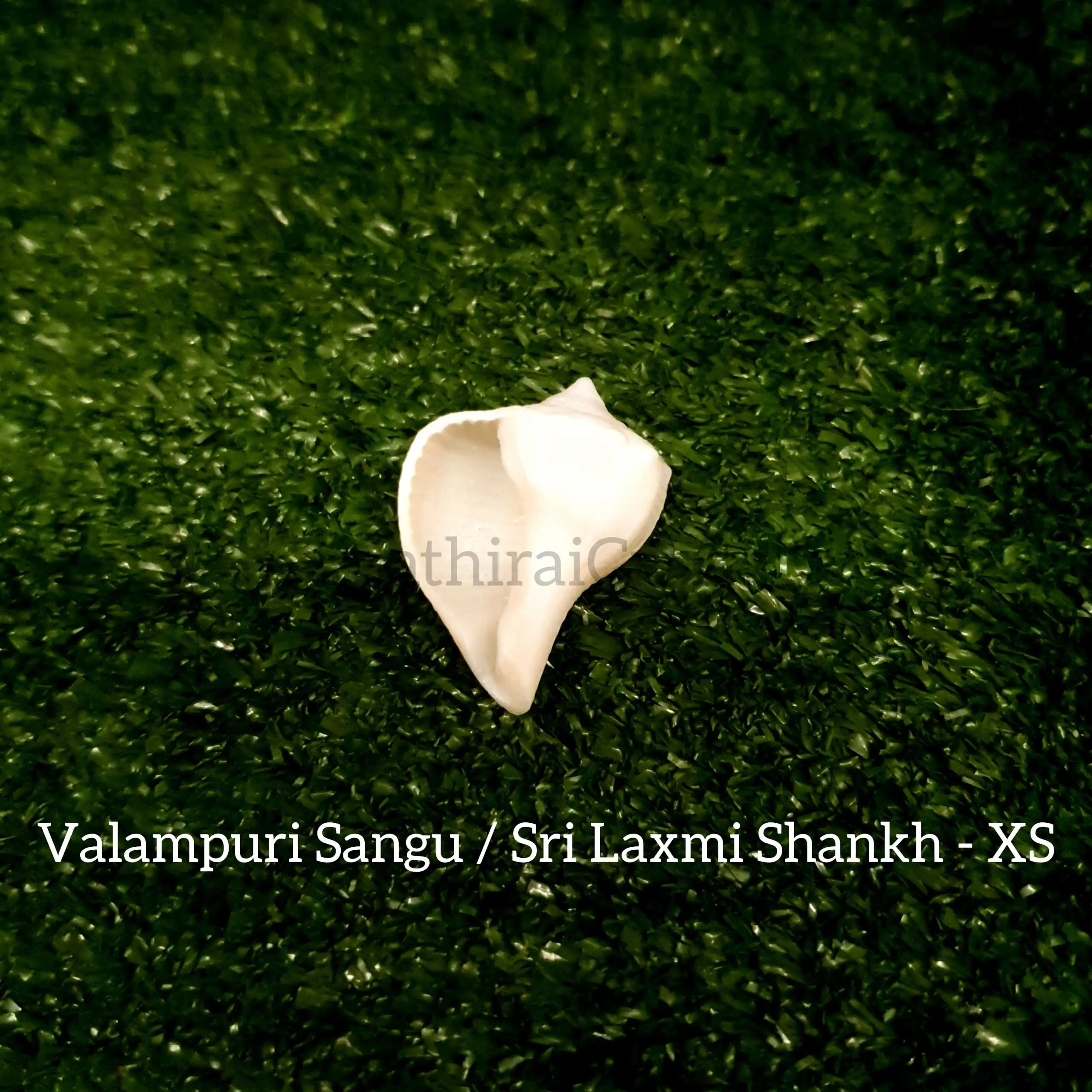 Original Natural Pure Shankh / Valampuri Sangu - image 3