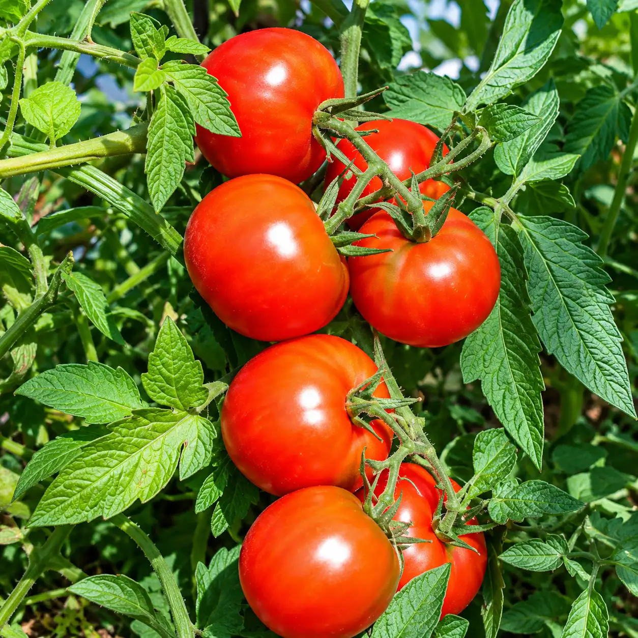 Polur Tomato