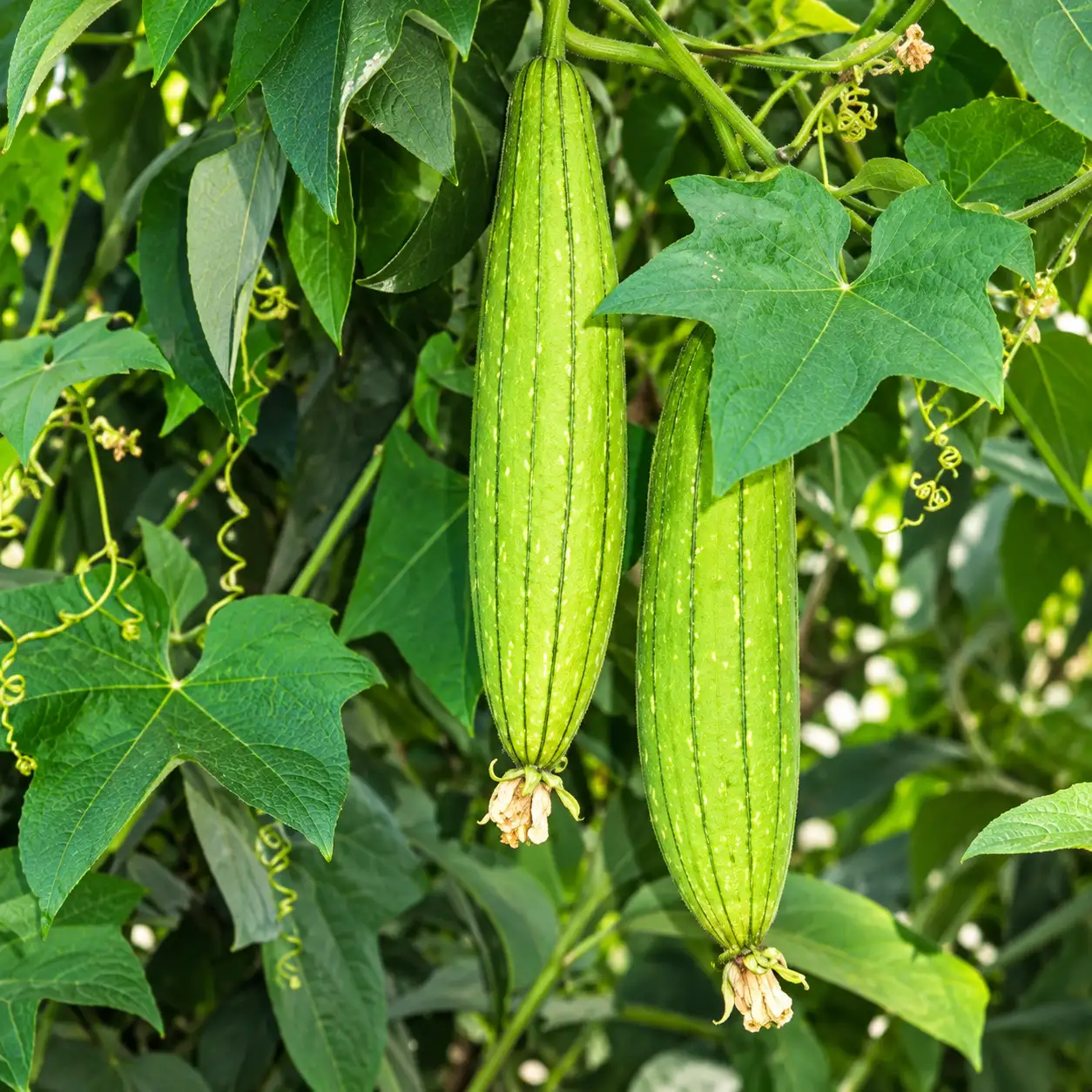 Sponge Gourd