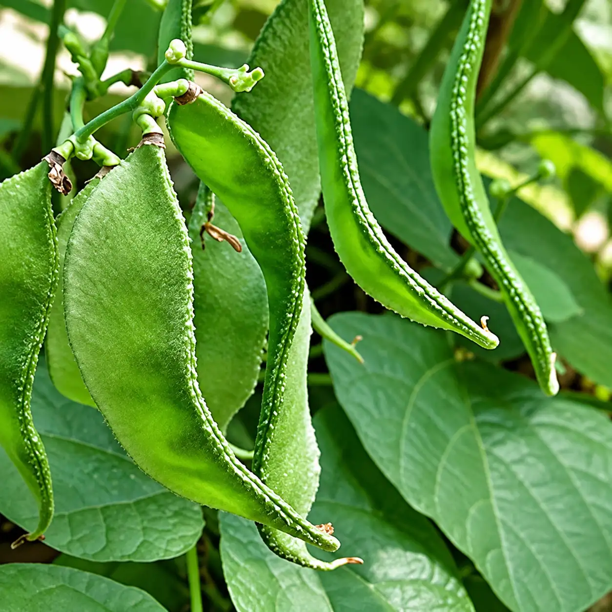 Lablab Varieties