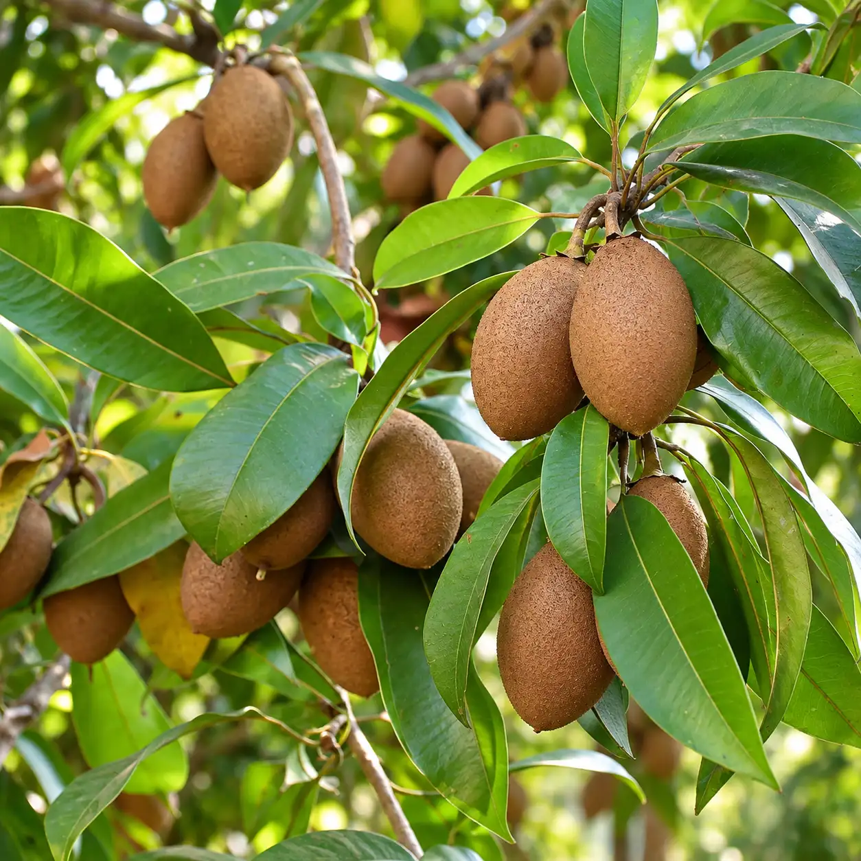 Sapodilla ( Chickoo )