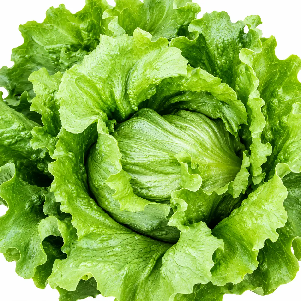 Lettuce ( Iceberg)