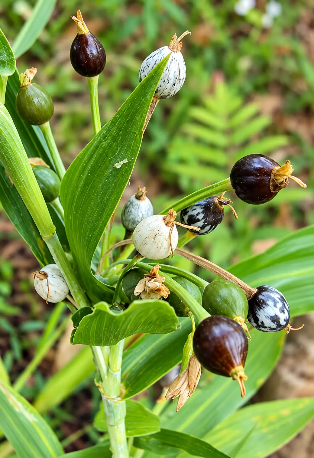 Coix Lacryma Jobi ( Nerpavalam )