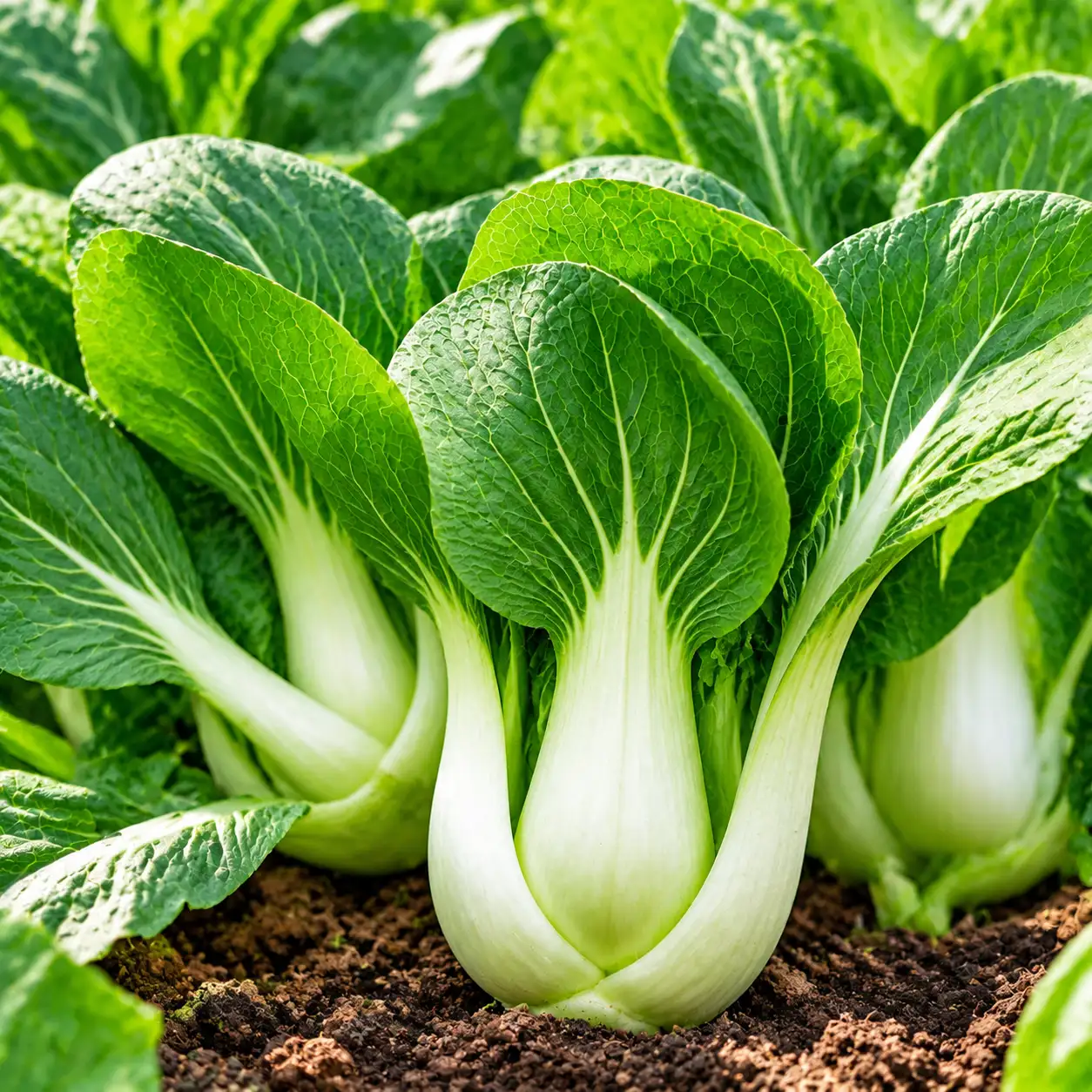Pak Choi