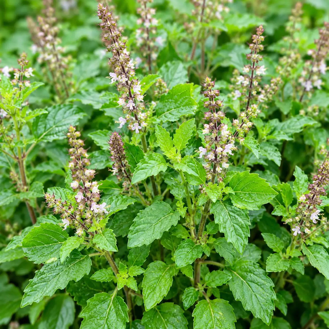 Thulsi