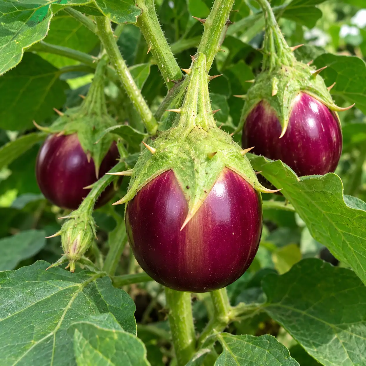Ilavambadi Thorned Brinjal