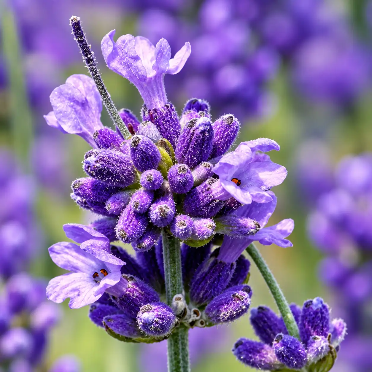 Lavender