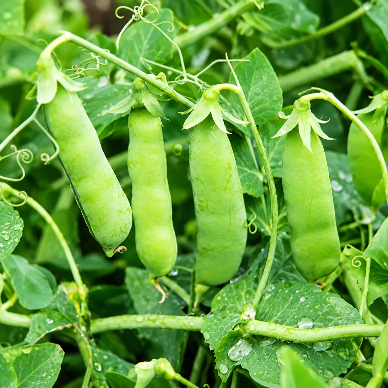 Green Peas