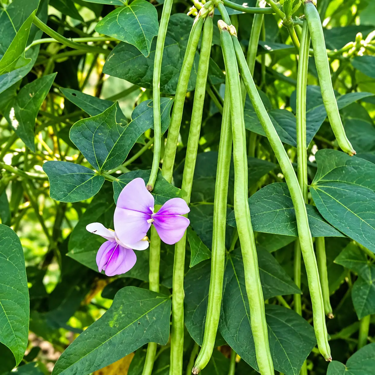 Yard Long Beans