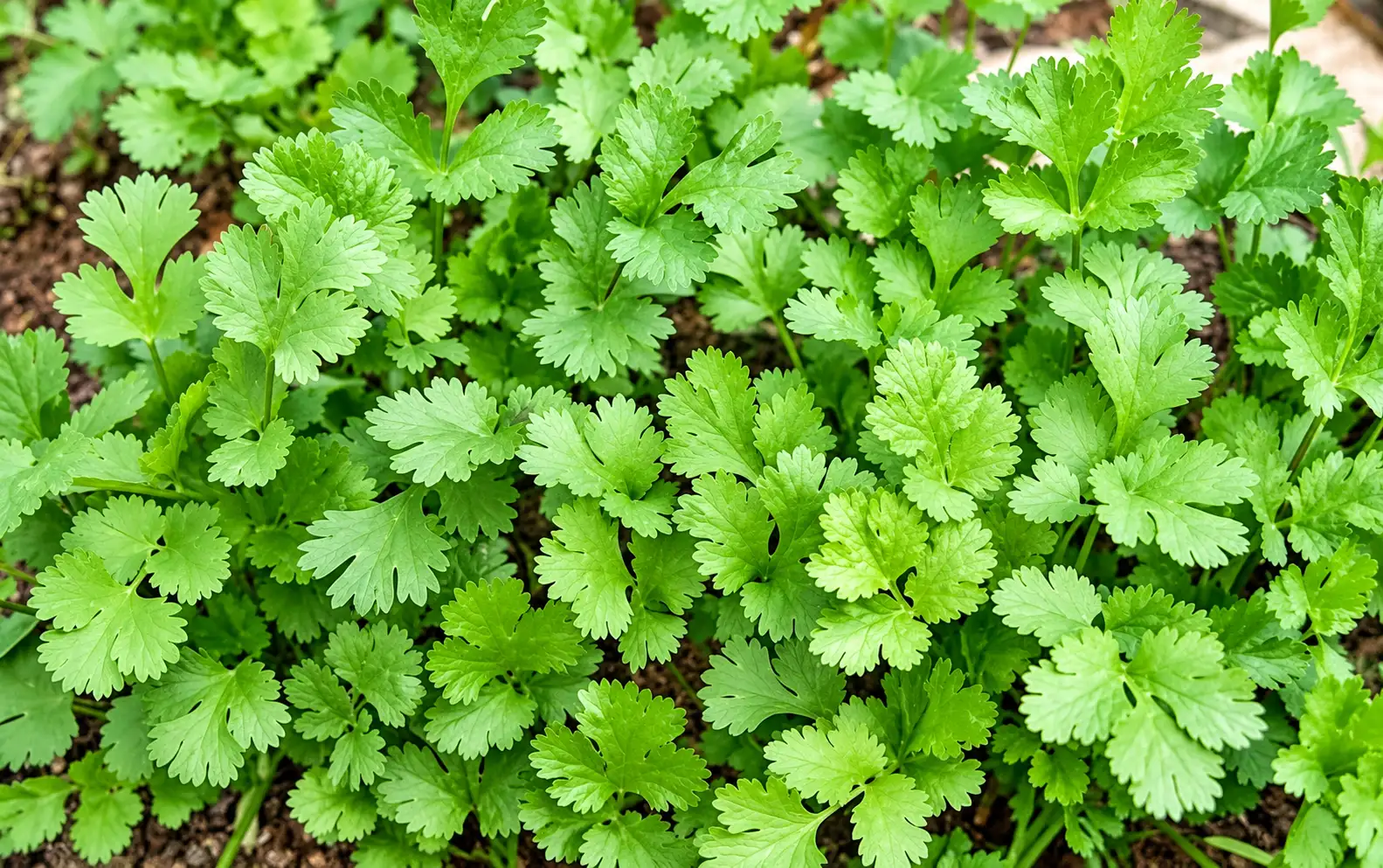 Coriander