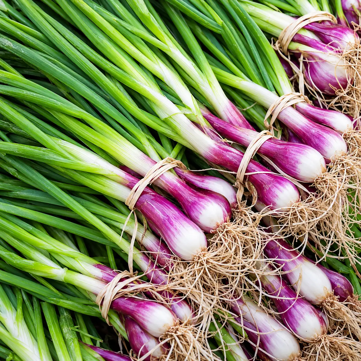 Spring Onion