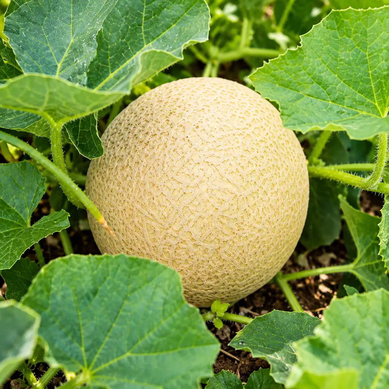 Muskmelon ( White)