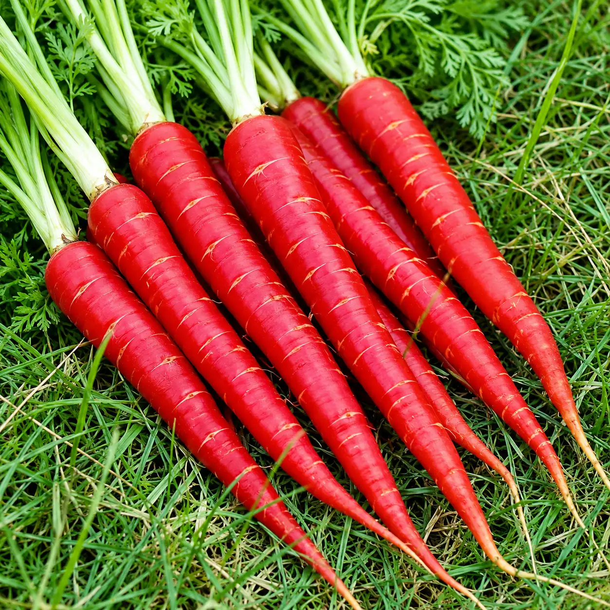 Carrot ( Red)