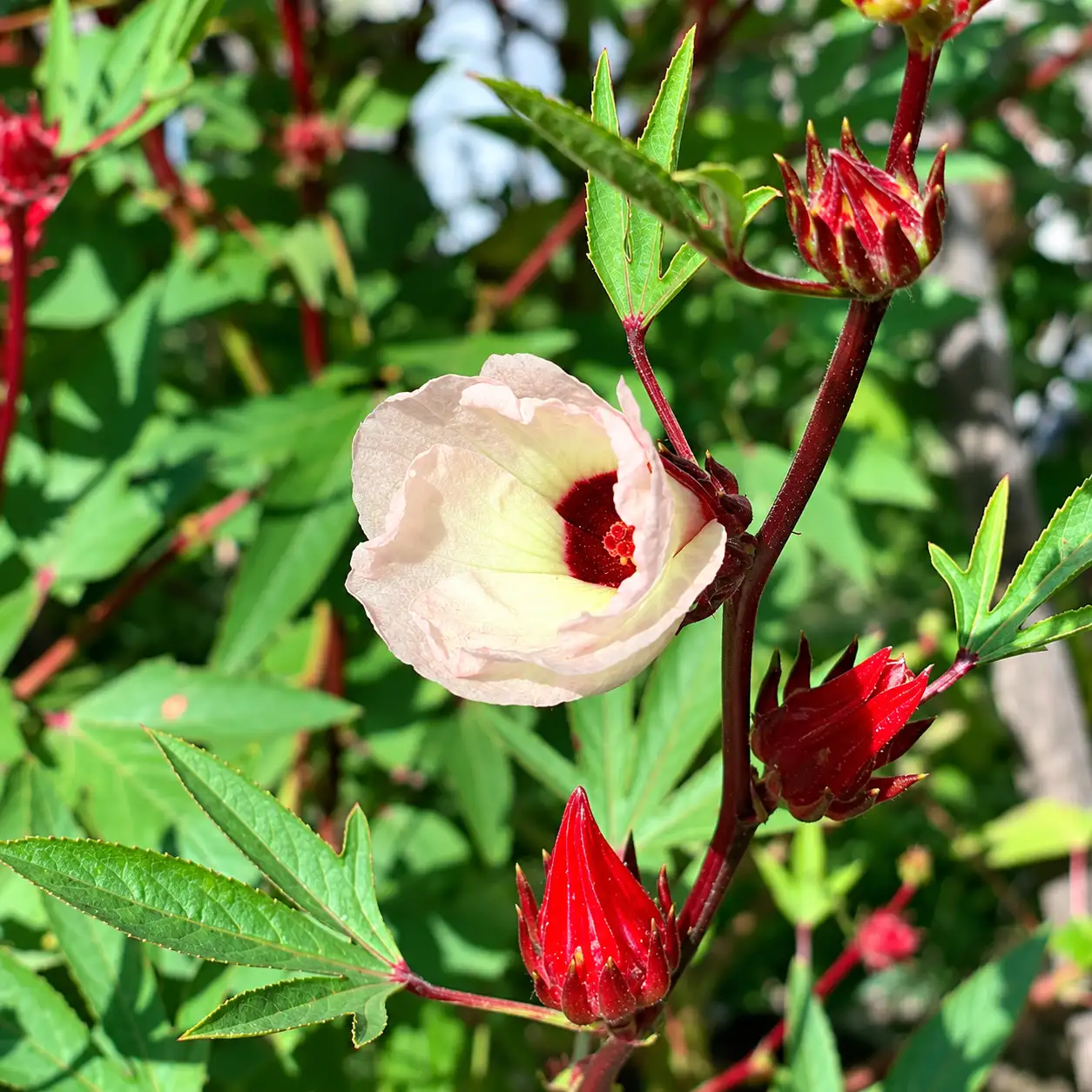 Gongura ( Red)