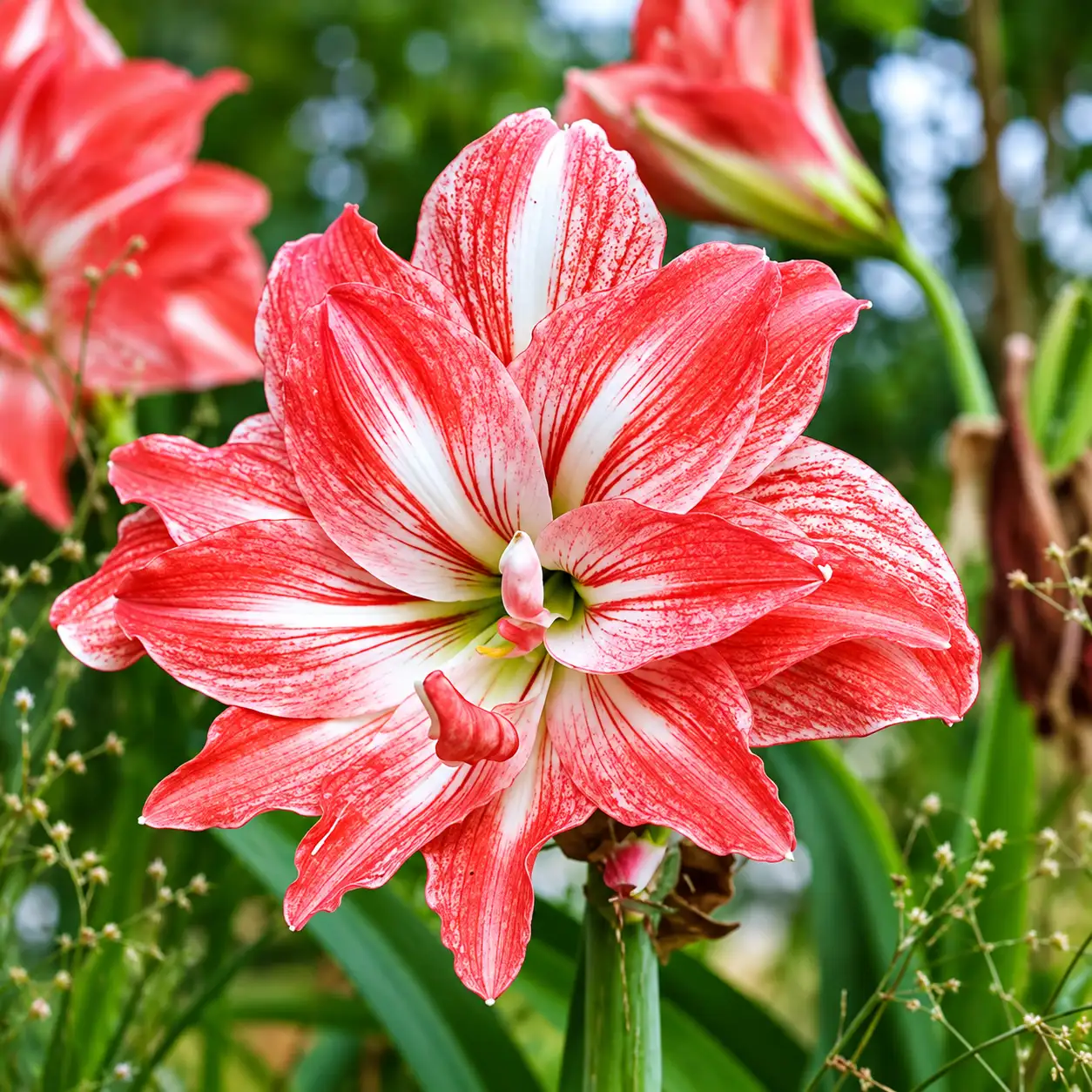 Double Petaled Amarilis Lily ( Mix )