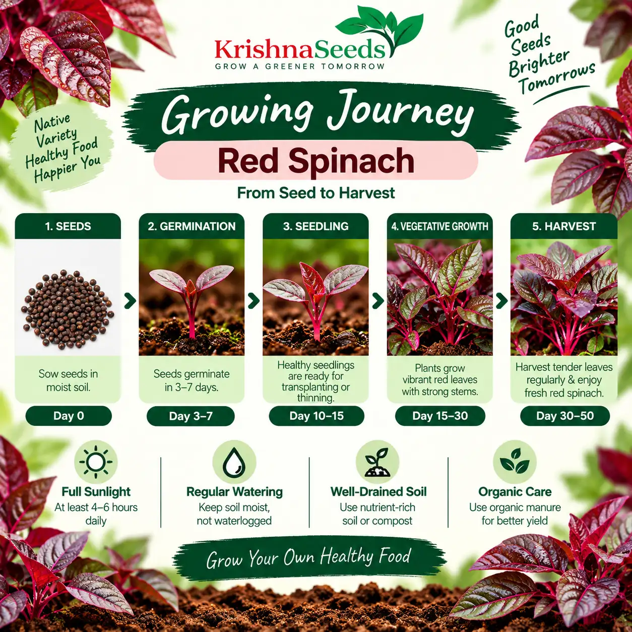 Spinach ( Full Red )