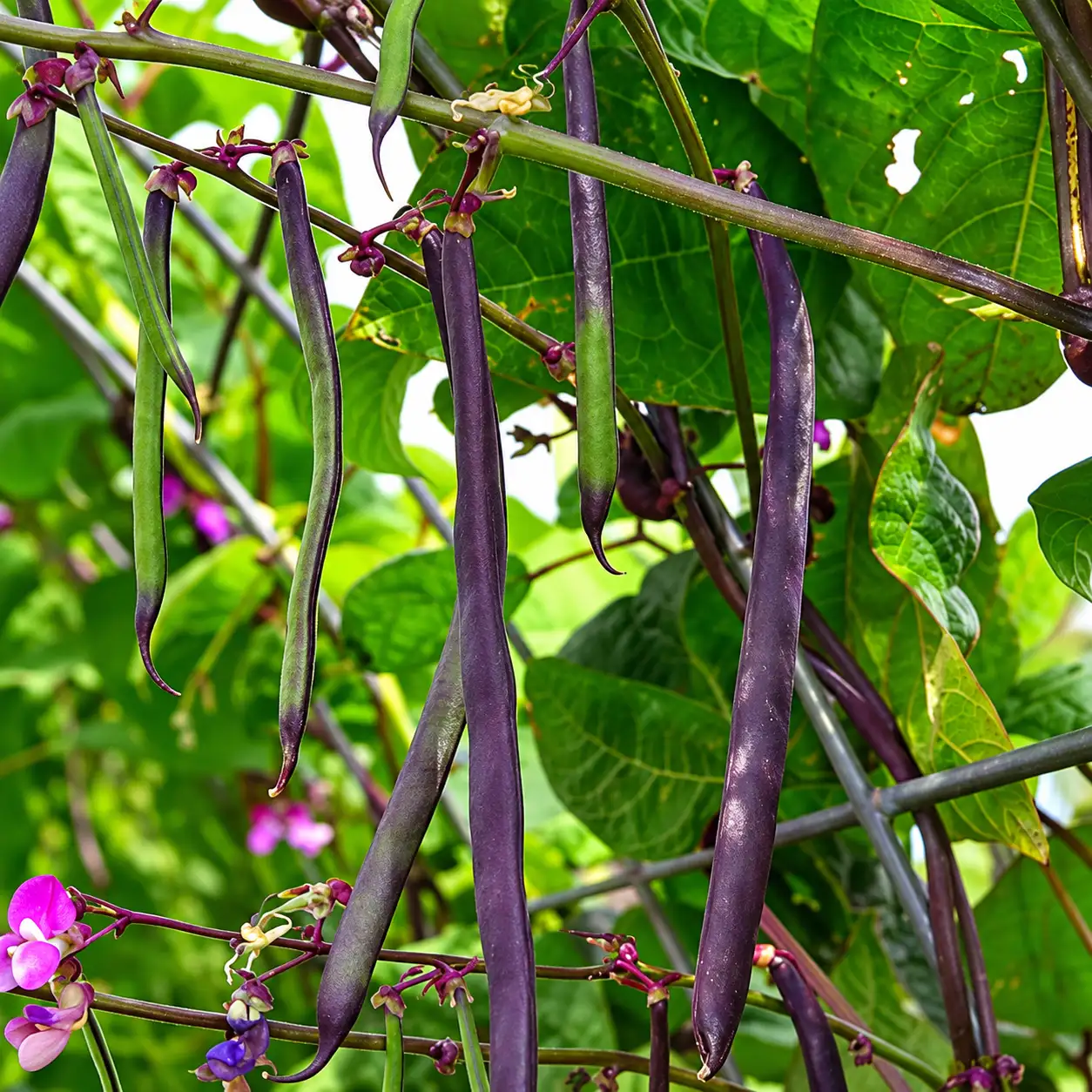 Purple Beans ( Bush )