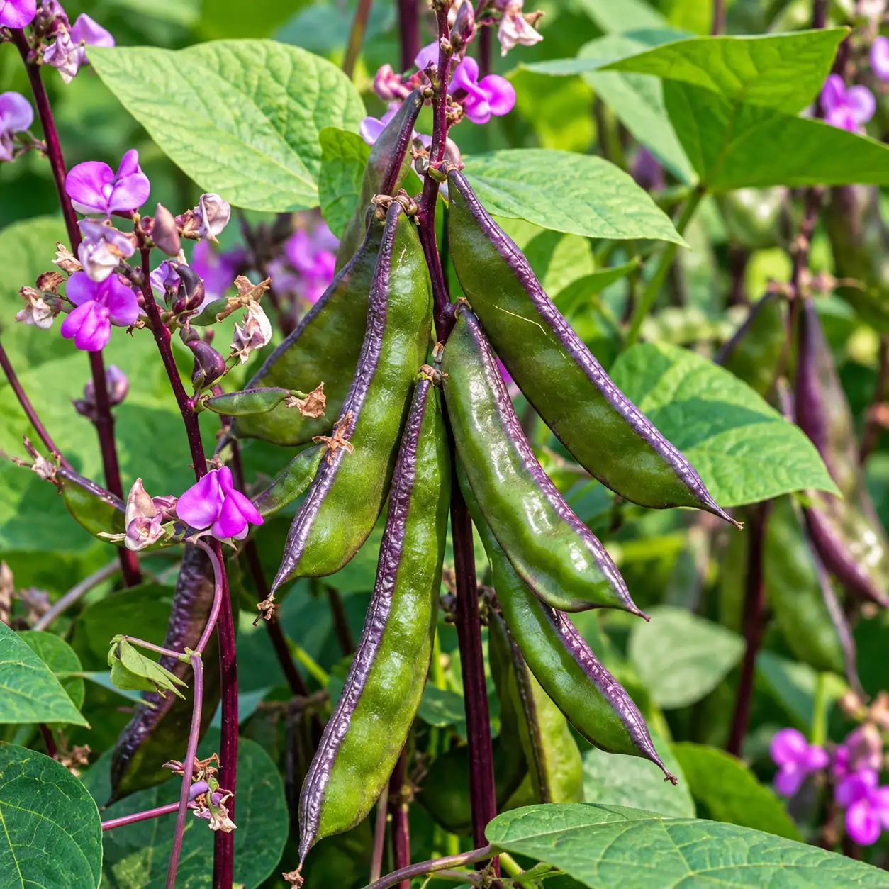 Flat Lablab ( Creeper - Green & Red Mix )