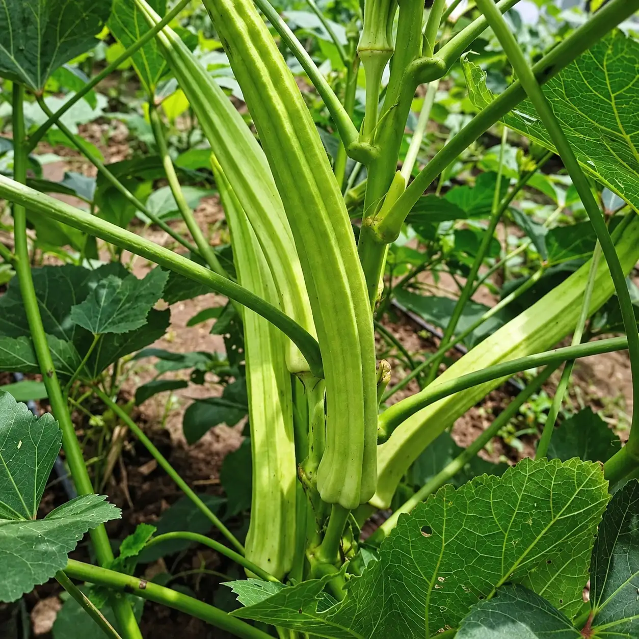 Ladies Finger ( Green Long)