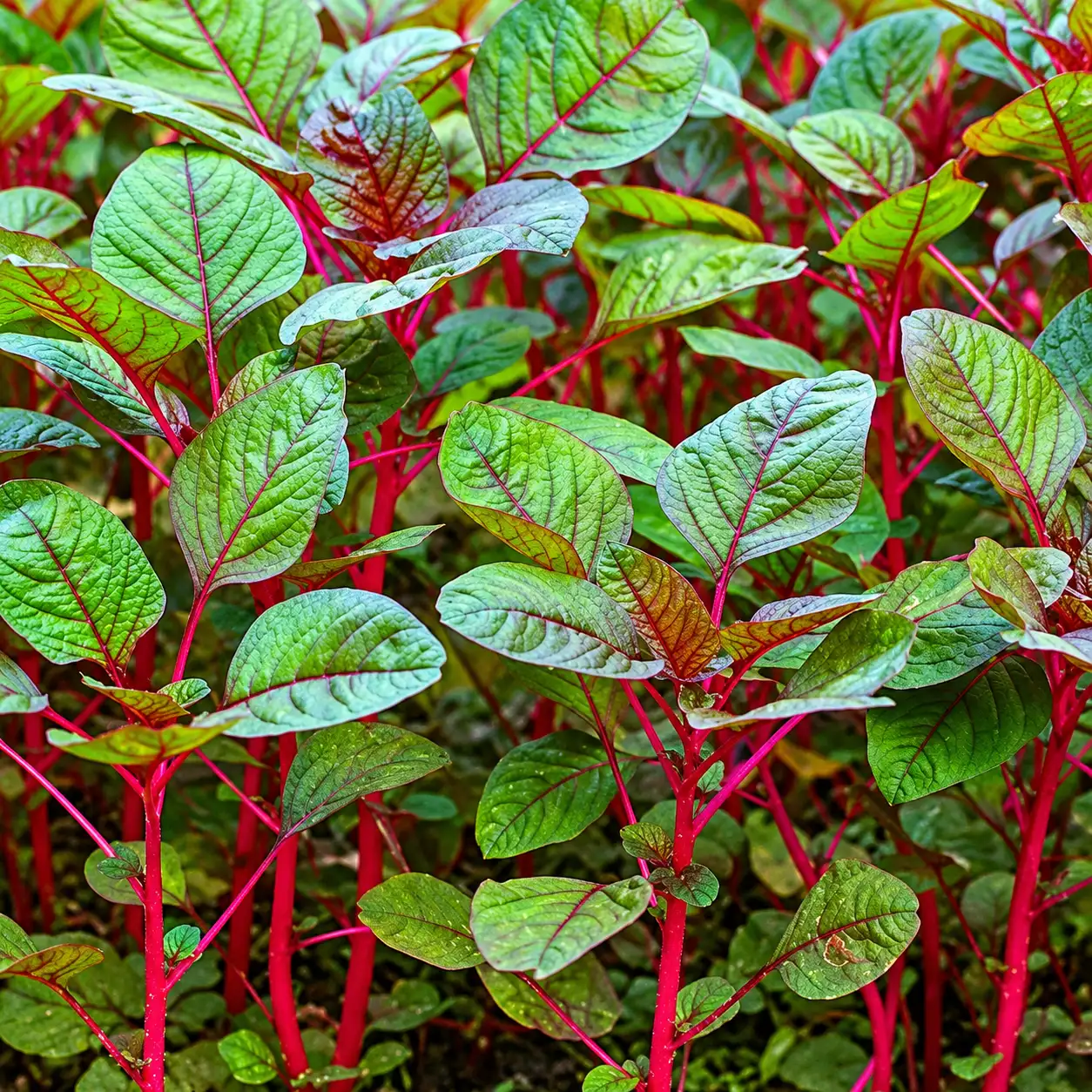Spinach ( Green - Red Mix )
