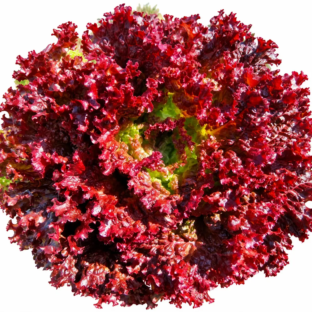 Lettuce ( Lolla Rossa)