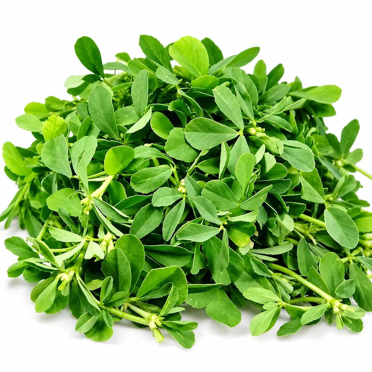 Fenugreek Leaves