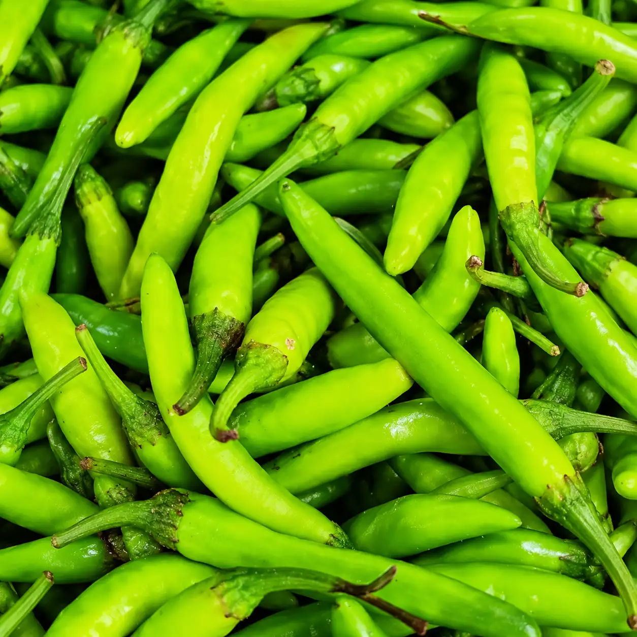 Chilli ( Hot Pepper)