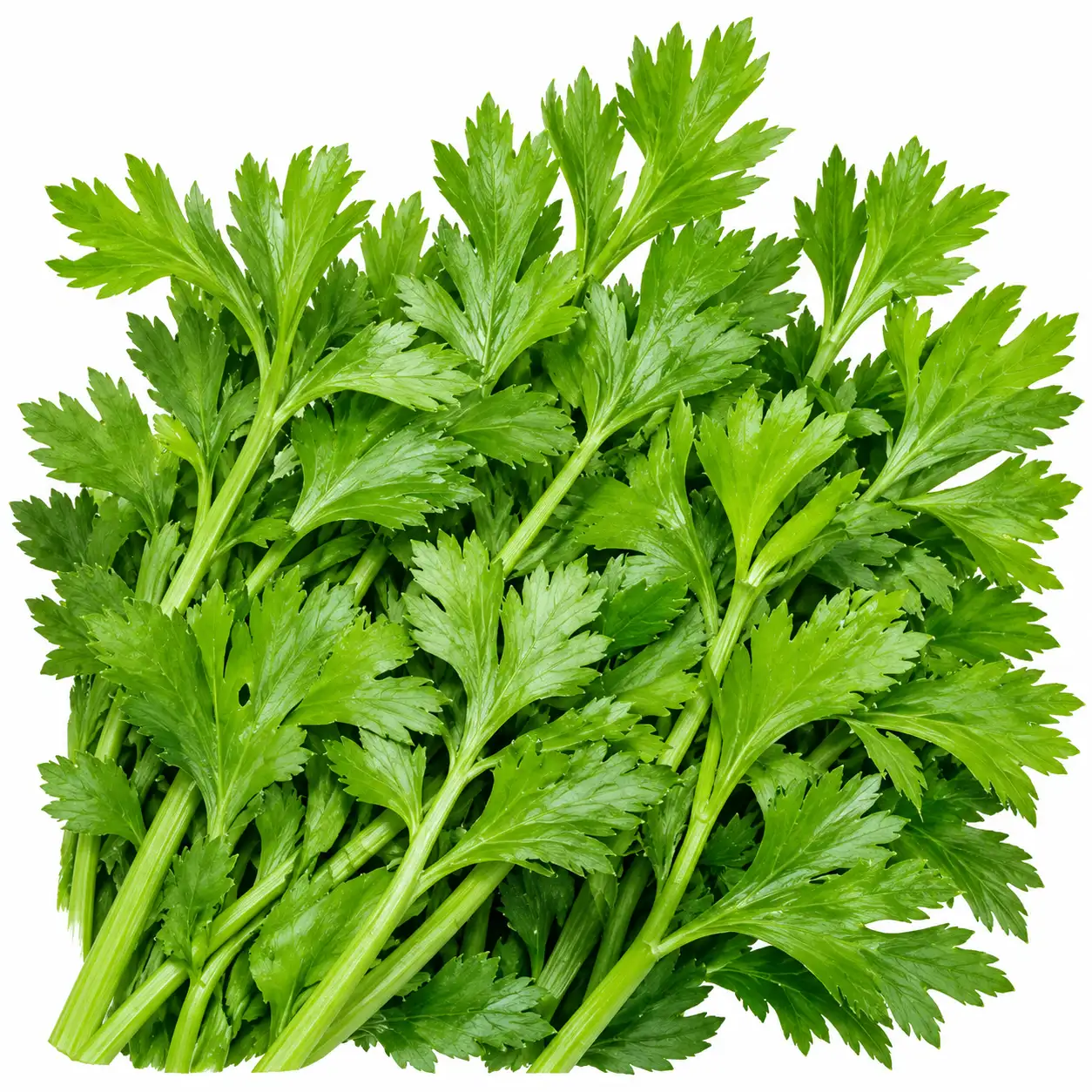 Celery