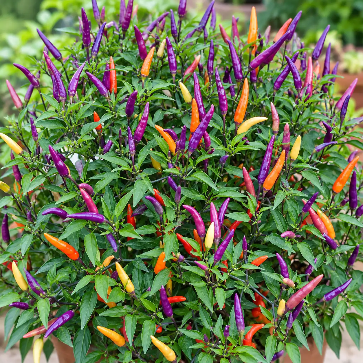 Multicolour Chilli ( Long )