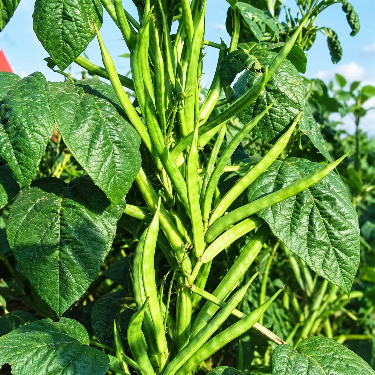 Cluster Beans