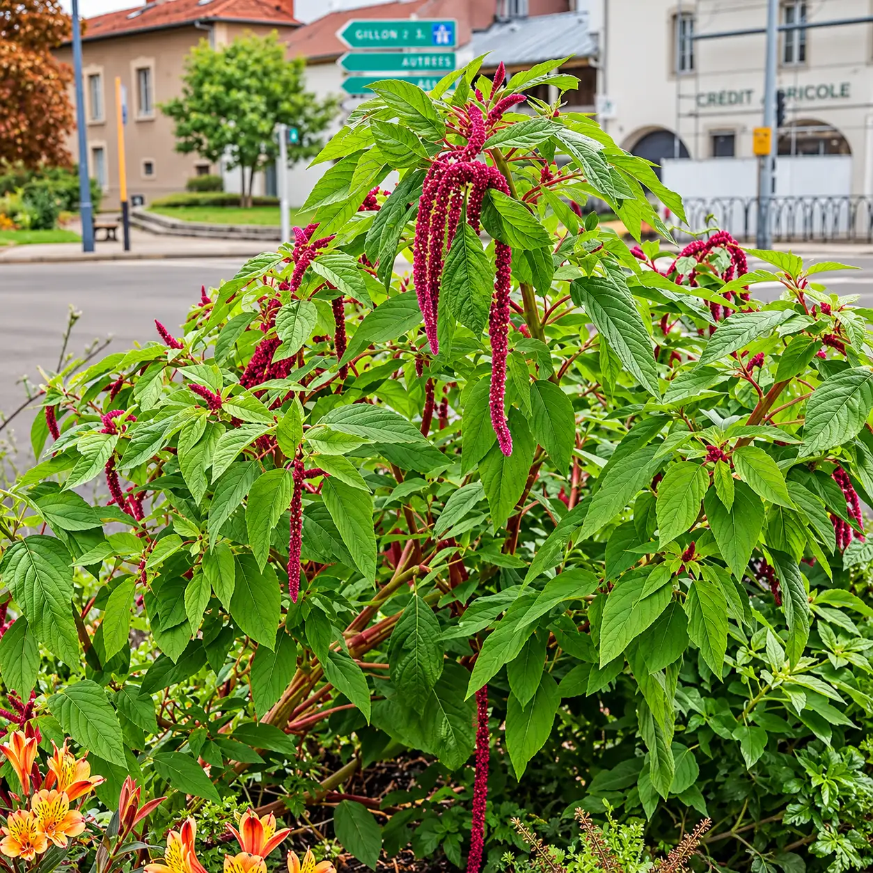 Foxtail Amaranthus ( Green)