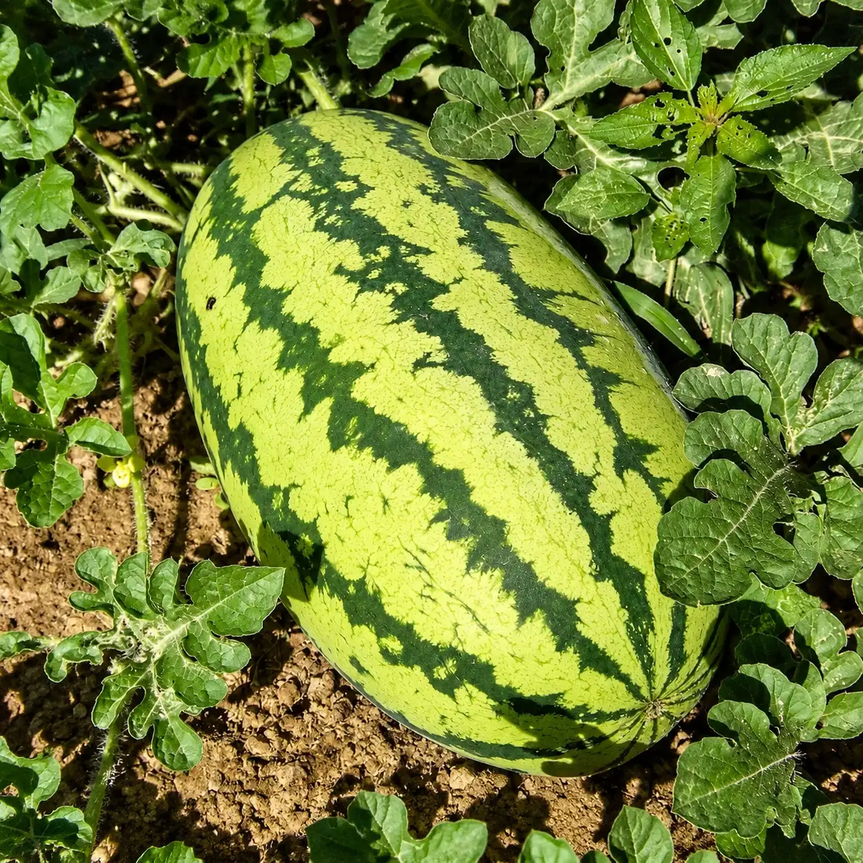 Fruit Varieties