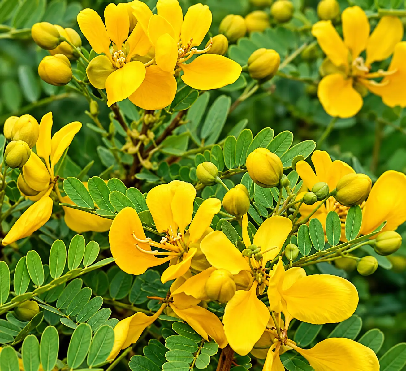 Senna Auriculata ( Aavaarai Flower )