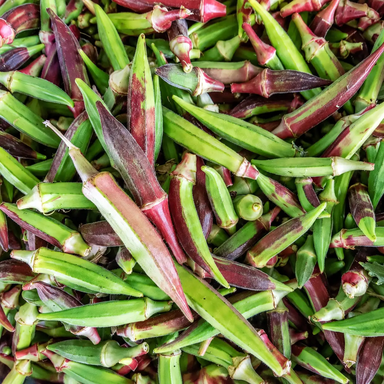 Musk Mallow Ladies Finger ( Oosi Okra )