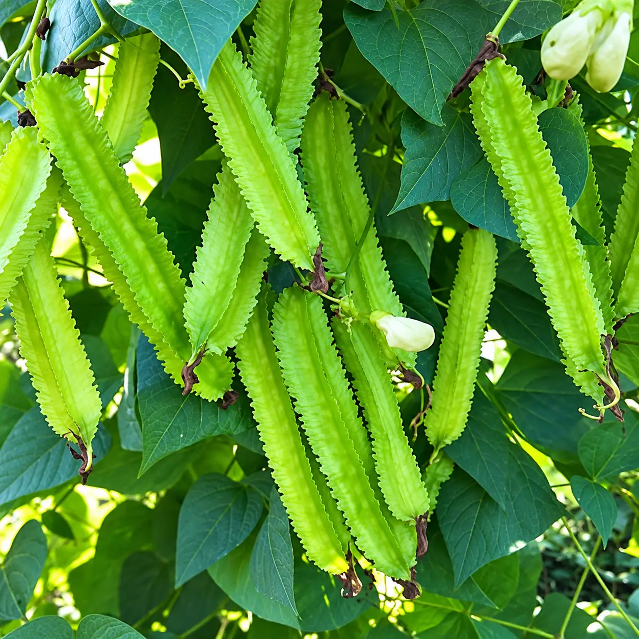 Winged Beans ( Long - Green )